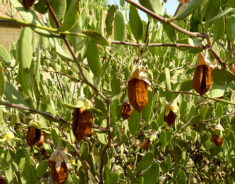 保養當道,珍貴有理的荷荷芭油