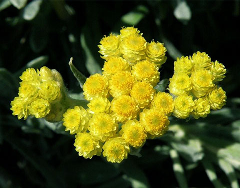 你不可不知道的永久花