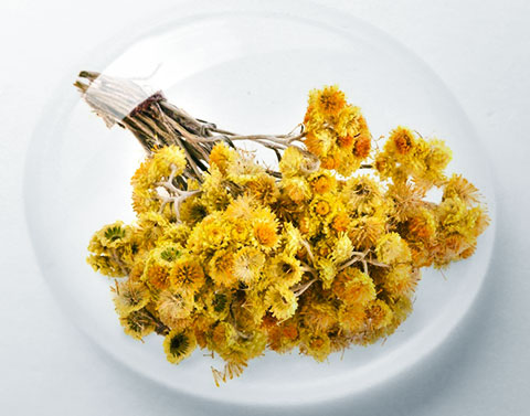 你不可不知道的永久花