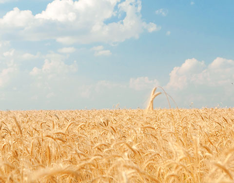 蘆笛之歌 安寧芳療照護計畫