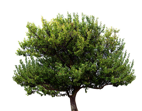 花梨木與芳樟,幫你一次搞懂:芳樟對於呼吸道與肌膚都有著特別的助益