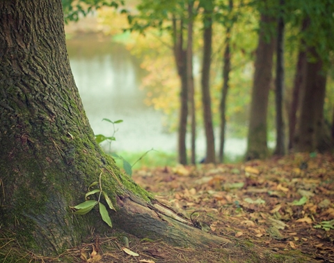 禾場_在家中坐擁一片森林的芳療：松柏精油的身心療癒力量