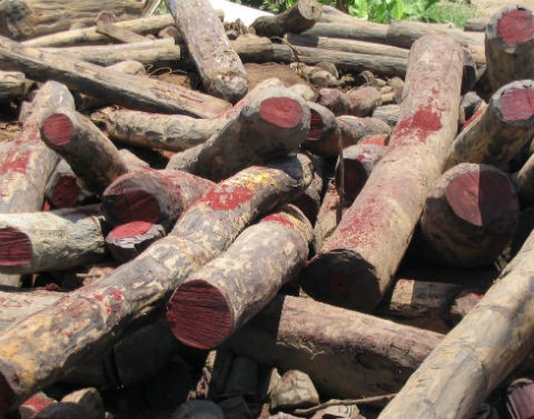 花梨木與芳樟,幫你一次搞懂:深受女性喜愛的花梨木精油