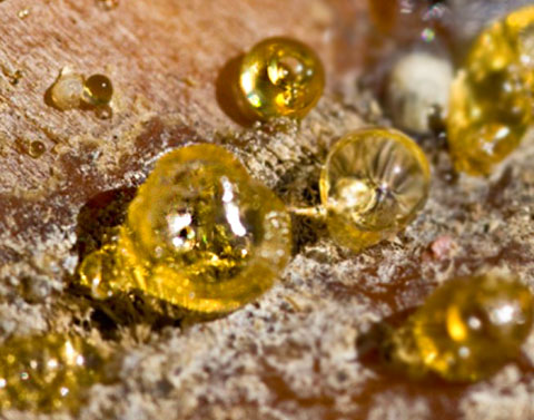 步步踏實的旅者-欖香脂